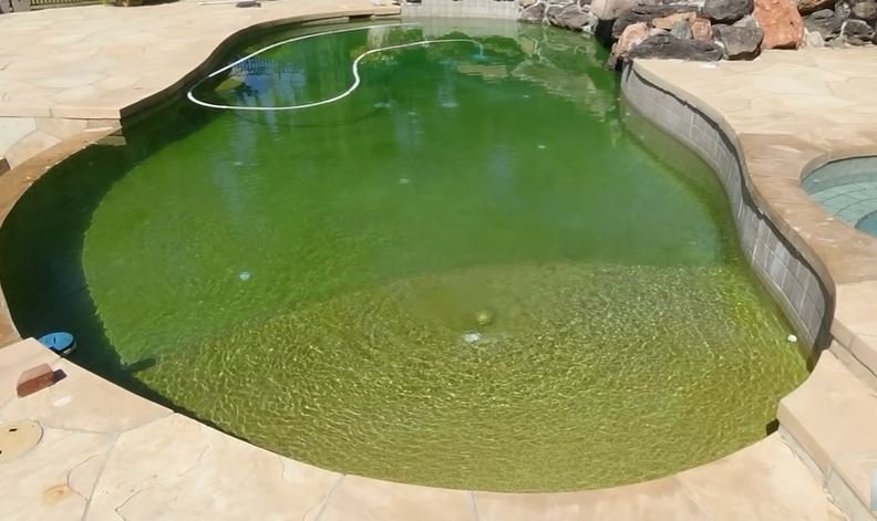 Can You Close Your Pool For The Winter With Algae In It?